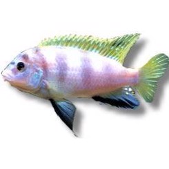 Labidochromis Perlmutt
